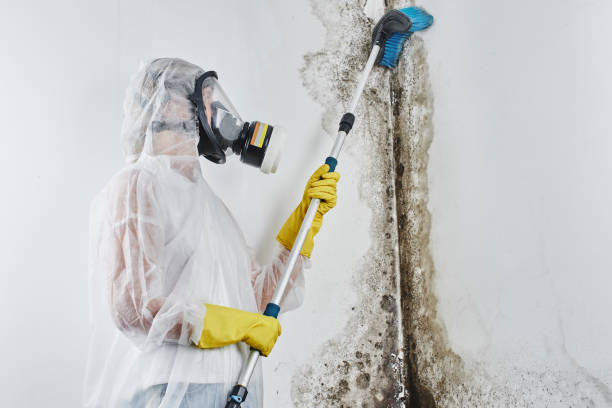 Best HVAC Mold Remediation in Ferndale, MD
