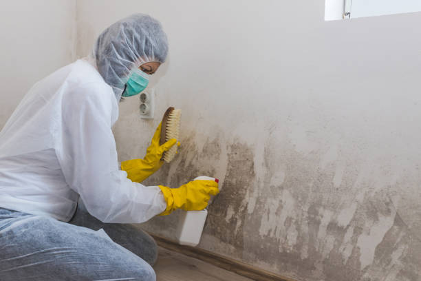 Best Crawl Space Mold Remediation in Ferndale, MD
