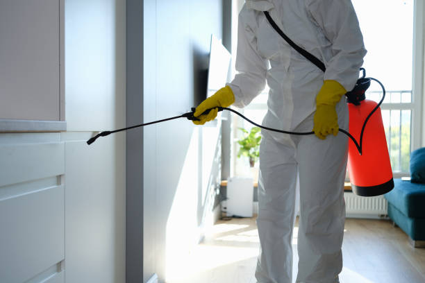 Best White Mold Remediation in Ferndale, MD