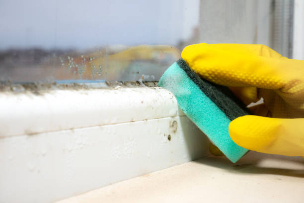 Best DIY Mold Remediation Support Services in Ferndale, MD