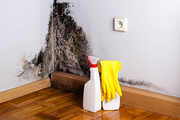 Best Preventive Mold Services in Ferndale, MD