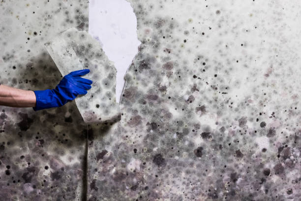 Best Kitchen Mold Remediation in Ferndale, MD